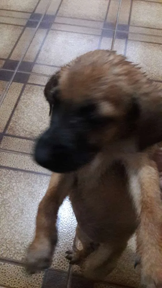 Cachorro ra a Pastor belga malinois idade Abaixo de 2 meses nome Filhotes