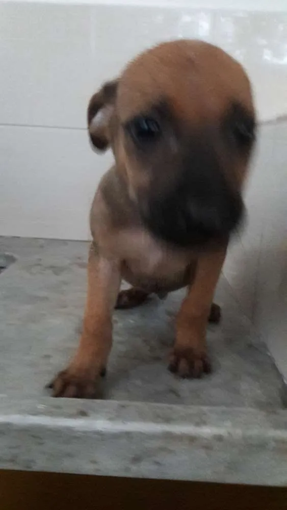 Cachorro ra a Pastor belga malinois idade Abaixo de 2 meses nome Filhotes