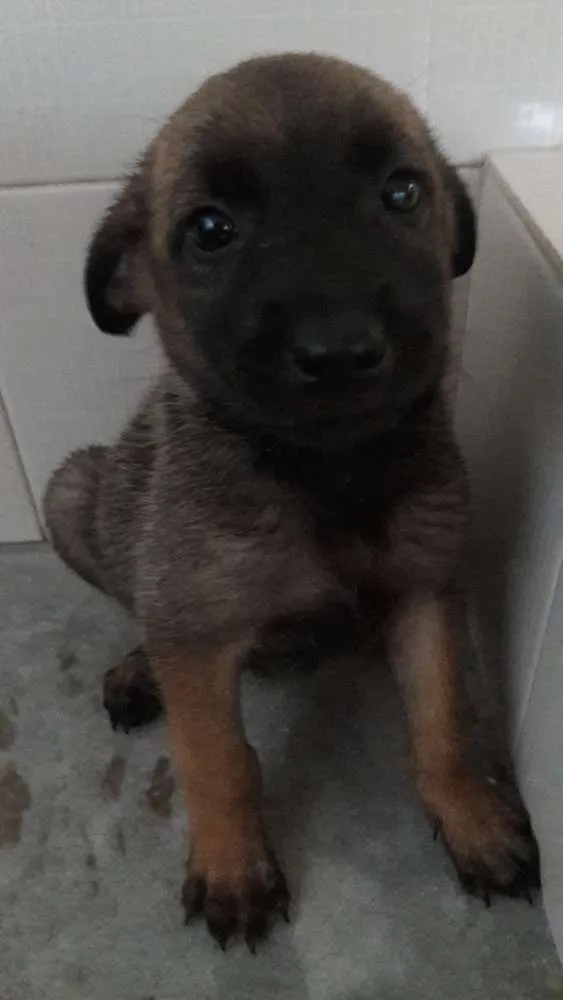 Cachorro ra a Pastor belga malinois idade Abaixo de 2 meses nome Filhotes