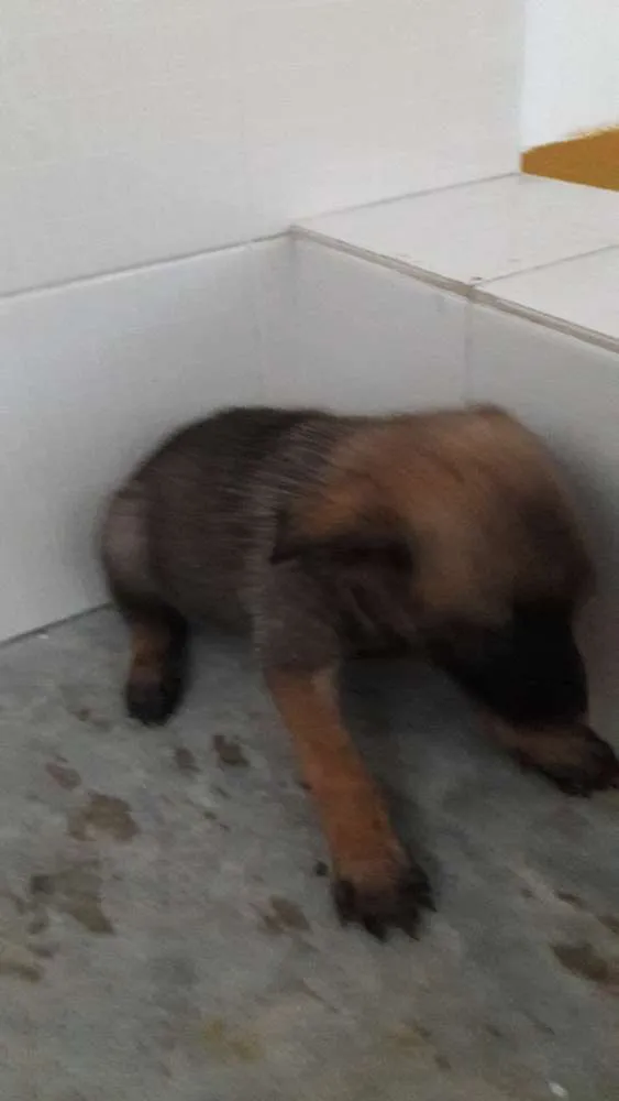 Cachorro ra a Pastor belga malinois idade Abaixo de 2 meses nome Filhotes