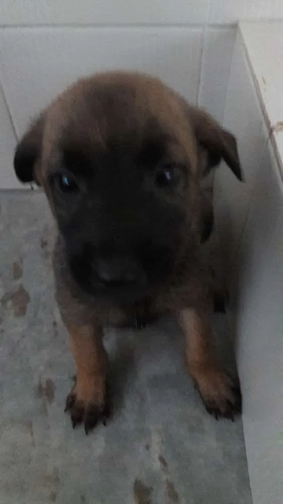 Cachorro ra a Pastor belga malinois idade Abaixo de 2 meses nome Filhotes