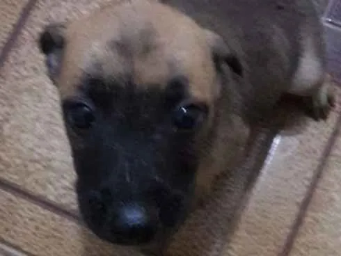 Cachorro ra a Pastor belga malinois idade Abaixo de 2 meses nome Filhotes