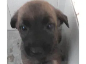 Cachorro raça Pastor belga malinois idade Abaixo de 2 meses nome Filhotes
