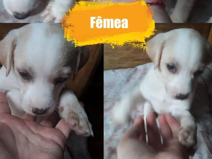 Cachorro ra a Sem raça definitiva  idade Abaixo de 2 meses nome Sem nome