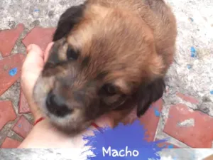 Cachorro raça Sem raça definitiva  idade Abaixo de 2 meses nome Sem nome