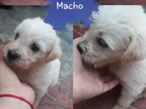 Cachorro raça Sem raça definitiva  idade Abaixo de 2 meses nome Sem nome