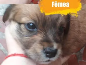 Cachorro raça Sem raça definitiva  idade Abaixo de 2 meses nome Sem nome