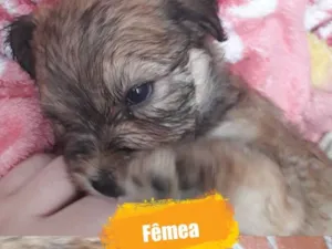 Cachorro raça Sem raça definitiva  idade Abaixo de 2 meses nome Sem nome