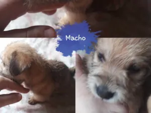 Cachorro raça Sem raça definitiva  idade Abaixo de 2 meses nome Sem nome