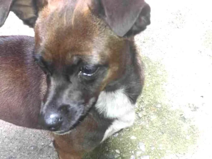 Cachorro ra a Srd idade 2 anos nome Menina