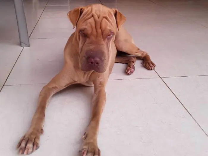 Cachorro ra a SHAR PEI idade 7 a 11 meses nome NAO SEI