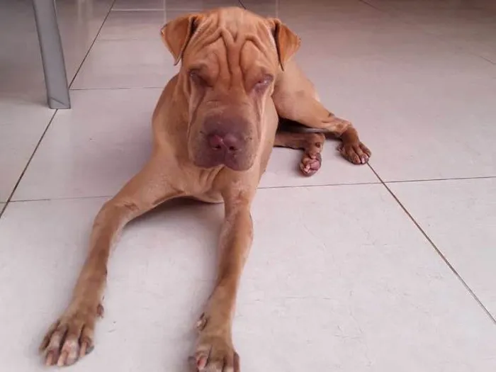 Cachorro ra a SHAR PEI idade 7 a 11 meses nome NAO SEI