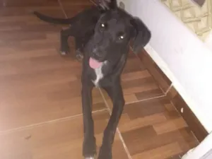 Cachorro raça SEM RAÇA  idade 2 a 6 meses nome Sem Nome