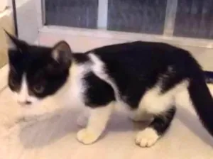 Gato raça Srd idade 2 a 6 meses nome Frajolinha
