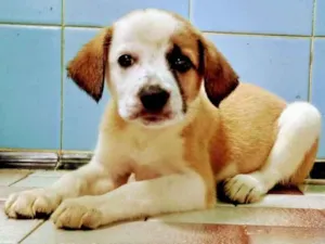Cachorro raça SRD idade  nome filhotes