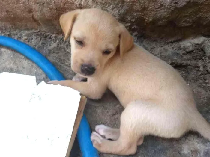 Cachorro raça Vira lata idade Abaixo de 2 meses nome Sem nome