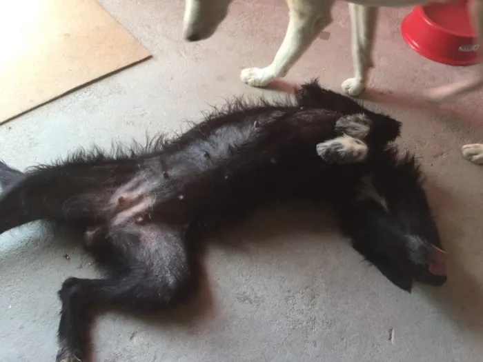 Cachorro ra a Koquer idade 2 anos nome ?
