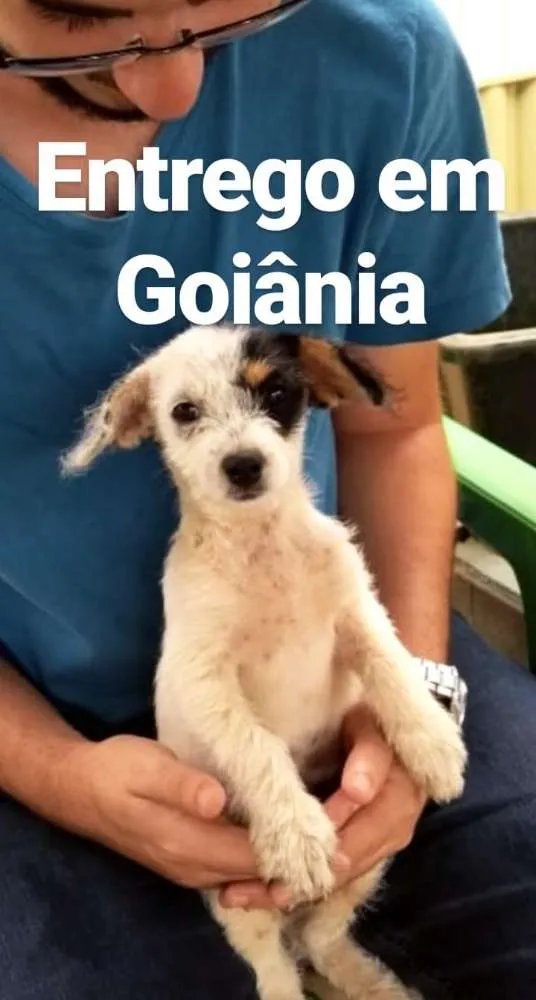Cachorro ra a Vira Lata idade Abaixo de 2 meses nome Julieta