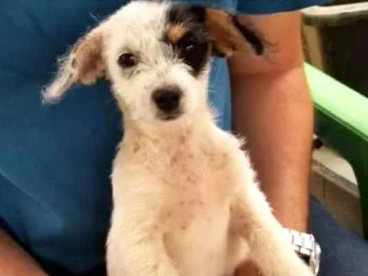 Cachorro ra a Vira Lata idade Abaixo de 2 meses nome Julieta