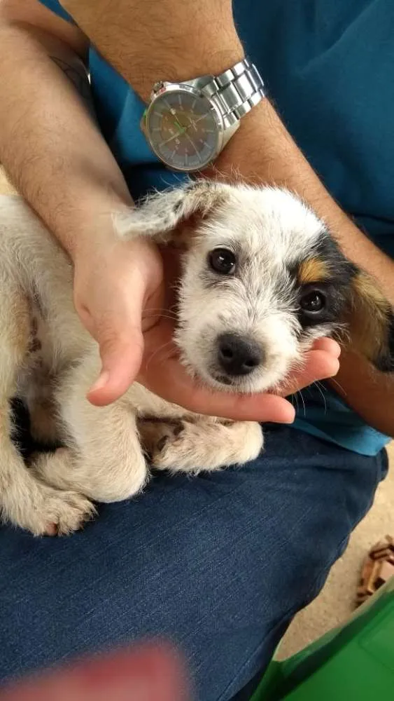 Cachorro ra a Vira Lata idade Abaixo de 2 meses nome Julieta