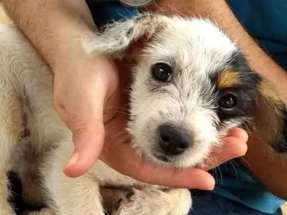 Cachorro ra a Vira Lata idade Abaixo de 2 meses nome Julieta