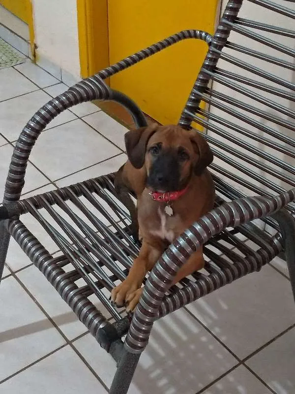 Cachorro ra a Viralata idade 2 a 6 meses nome Milo