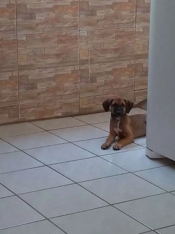 Cachorro ra a Viralata idade 2 a 6 meses nome Milo