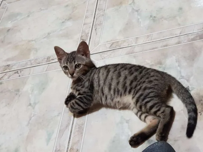 Gato ra a Srd idade 2 a 6 meses nome Flor