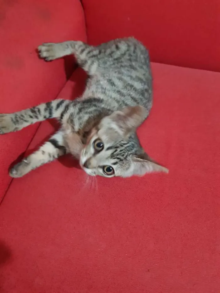 Gato ra a Srd idade 2 a 6 meses nome Flor