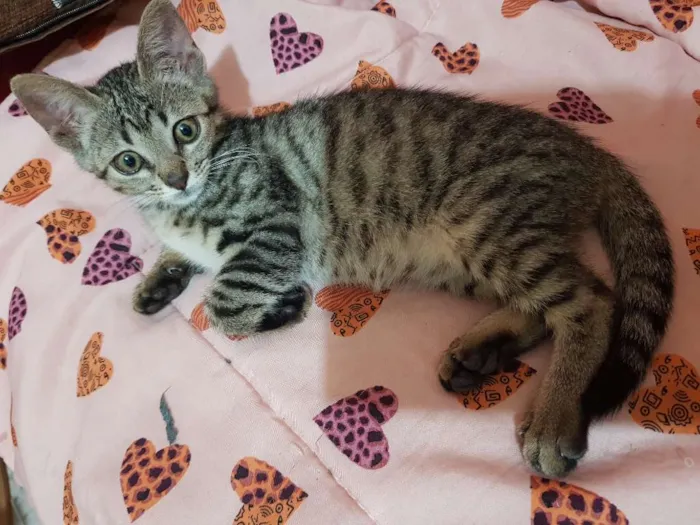Gato ra a Srd idade 2 a 6 meses nome Flor
