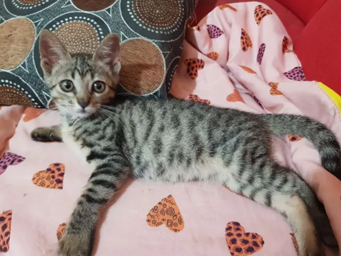 Gato ra a Srd idade 2 a 6 meses nome Flor