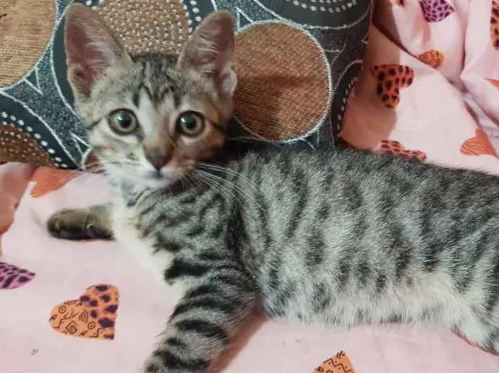 Gato ra a Srd idade 2 a 6 meses nome Flor