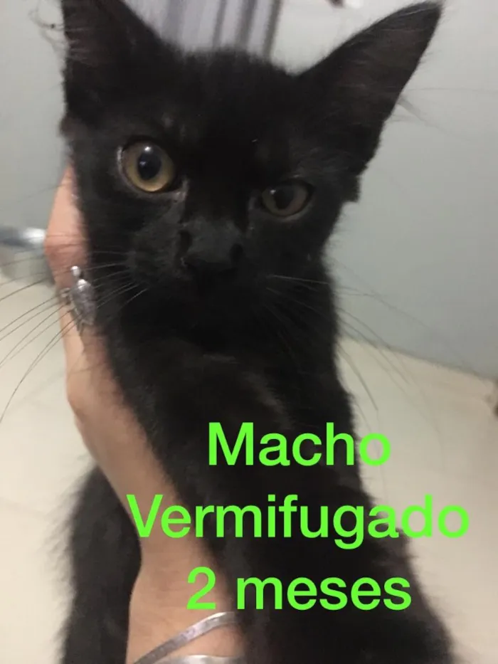 Gato ra a Sem raça definida  idade 2 a 6 meses nome Filhotes abandonados