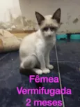Filhotes abandonados