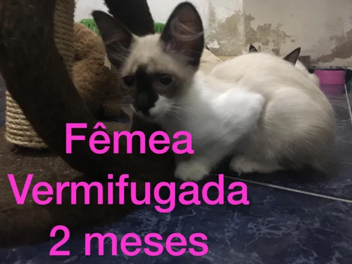 Gato ra a Sem raça definida  idade 2 a 6 meses nome Filhotes abandonados