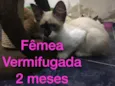 Filhotes abandonados