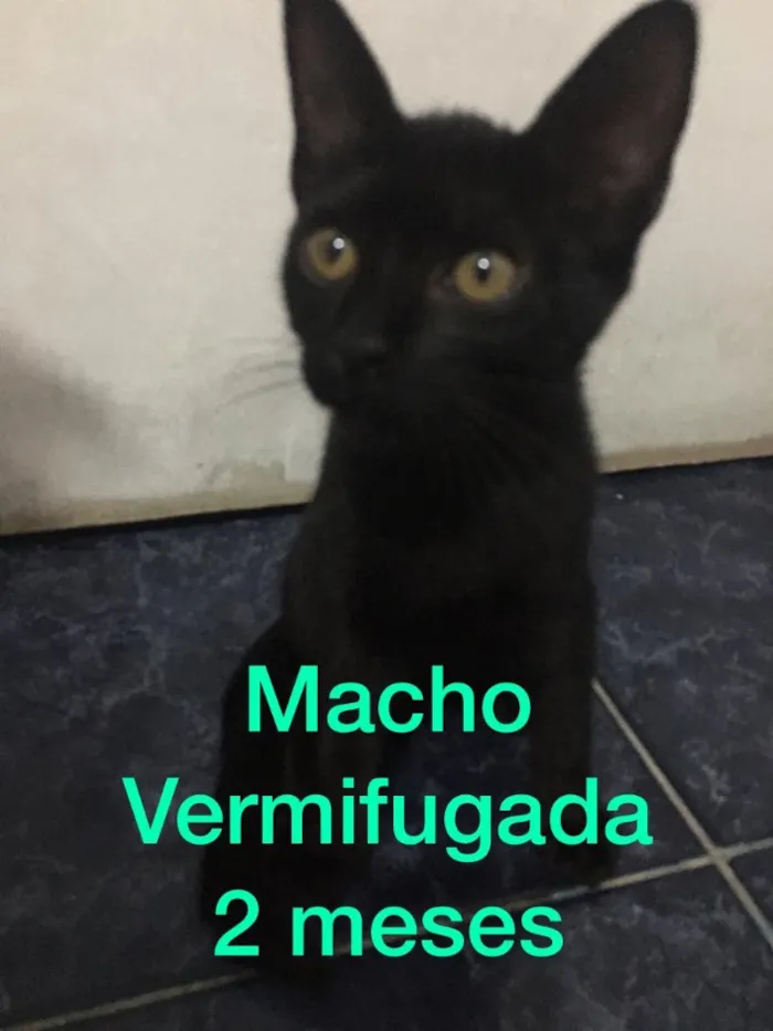 Gato ra a Sem raça definida  idade 2 a 6 meses nome Filhotes abandonados