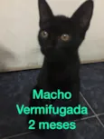 Filhotes abandonados