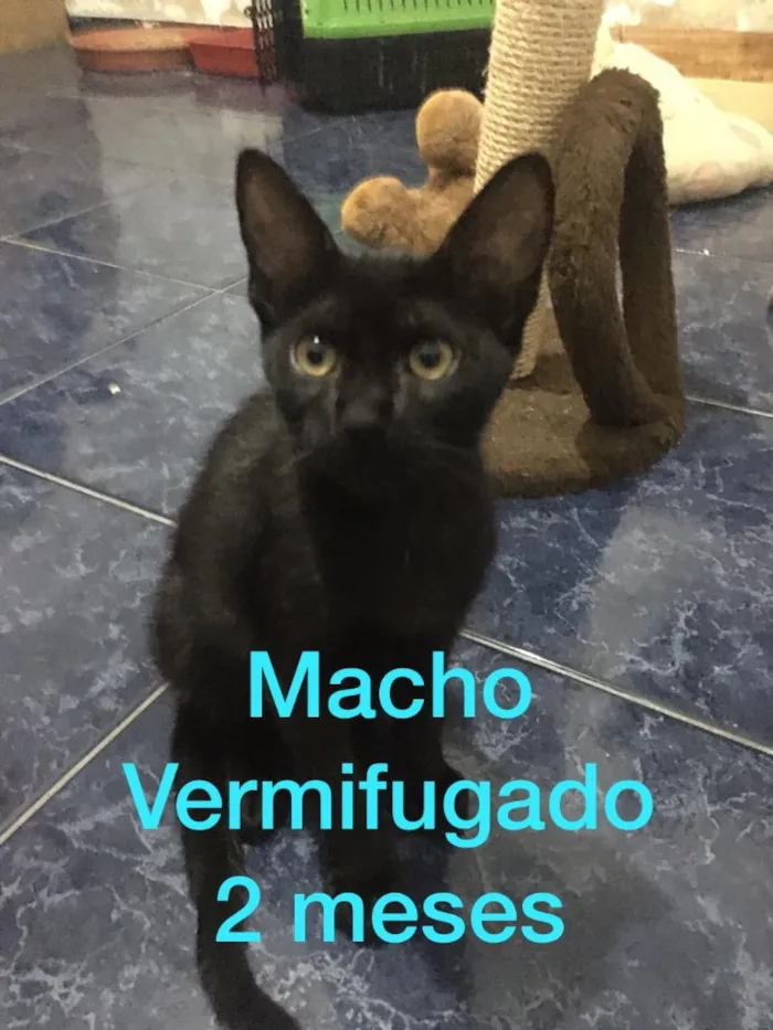 Gato ra a Sem raça definida  idade 2 a 6 meses nome Filhotes abandonados