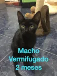Filhotes abandonados