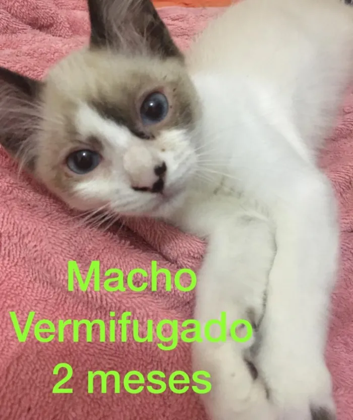 Gato ra a Sem raça definida  idade 2 a 6 meses nome Filhotes abandonados