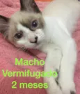 Filhotes abandonados