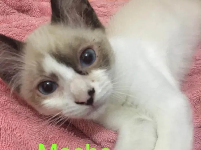 Gato ra a Sem raça definida  idade 2 a 6 meses nome Filhotes abandonados