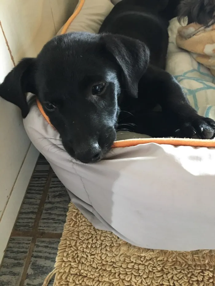 Cachorro ra a Indefinida  idade 2 a 6 meses nome Negão e pitoco