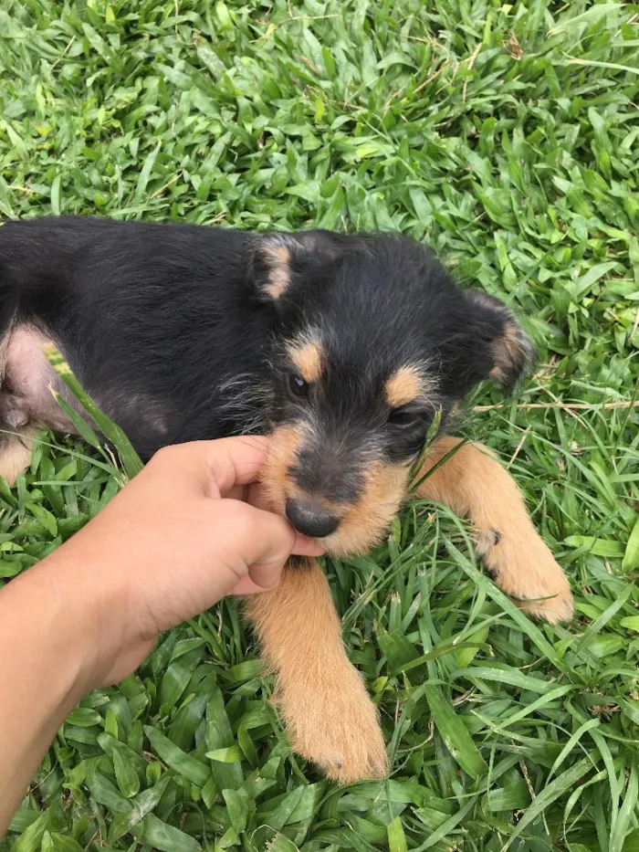 Cachorro ra a Indefinida  idade 2 a 6 meses nome Negão e pitoco