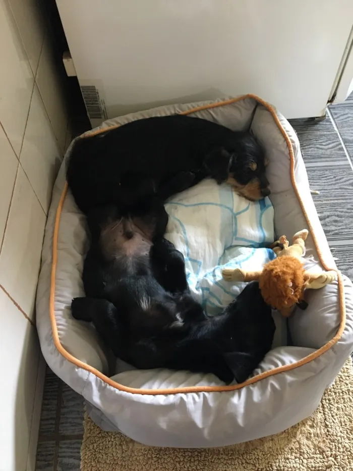 Cachorro ra a Indefinida  idade 2 a 6 meses nome Negão e pitoco