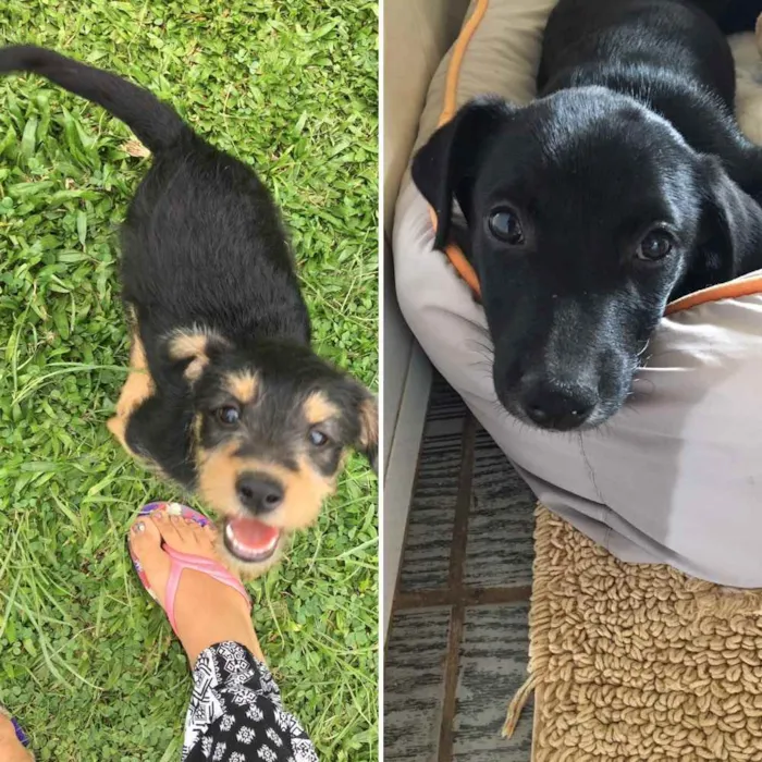 Cachorro ra a Indefinida  idade 2 a 6 meses nome Negão e pitoco