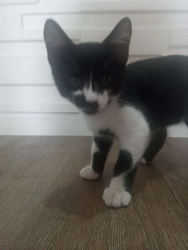 Gato ra a SRD idade 2 a 6 meses nome  4 filhotes