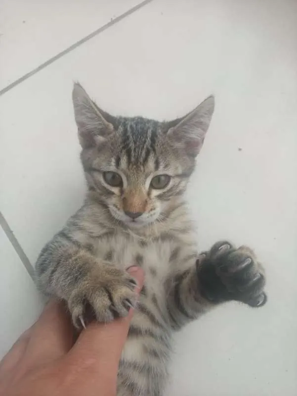 Gato ra a SRD idade 2 a 6 meses nome  4 filhotes