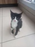 4 filhotes